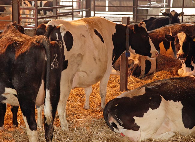Vaccination protocols for adult cattle can be challenging to devise to get full compliance.