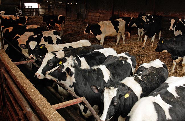 Bovine respiratory disease in youngstock can be caused by a plethora of different pathogens, not all of which can be vaccinated against.