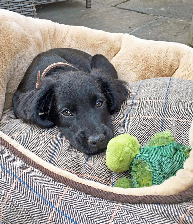 Figure 2. Pets should be happy and relaxed.