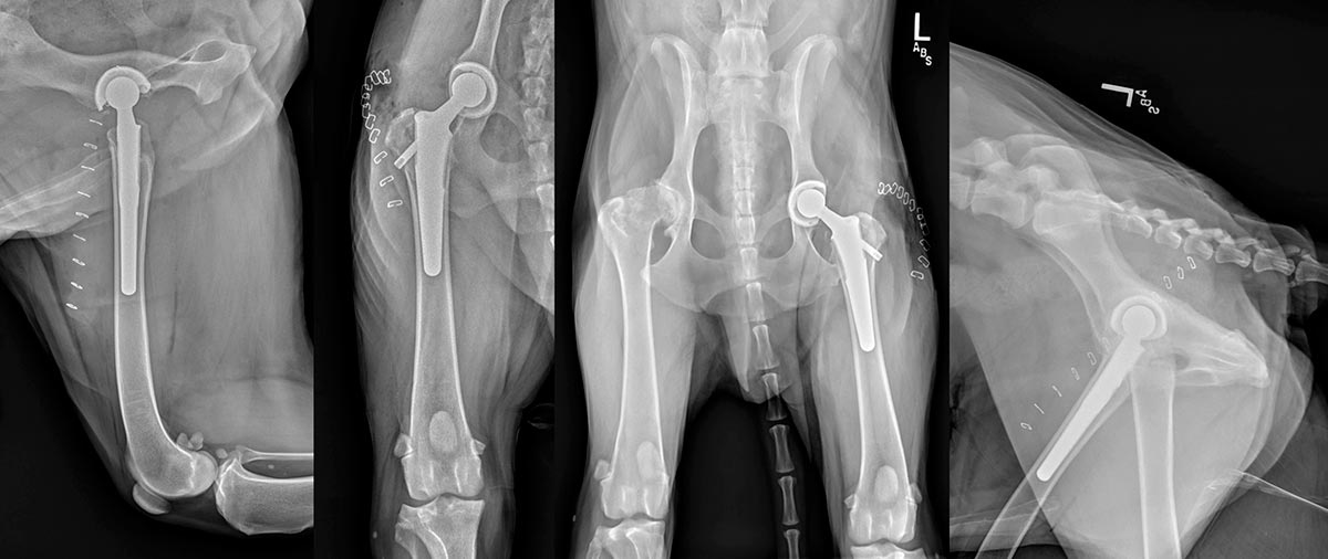 Figure 2. Ventrodorsal and lateral views of the pelvis, as well as lateral and horizontal beam craniocaudal views of the left femur, taken immediately postoperatively demonstrating satisfactory implant positioning with a BFX lateral bolt system. The use of the lateral bolt system was elected over a traditional BFX system due to the stove pipe shape of the femur, typical of German Shepherd dogs, which was felt to put Wolfy at increased risk for stem subsidence postoperatively.