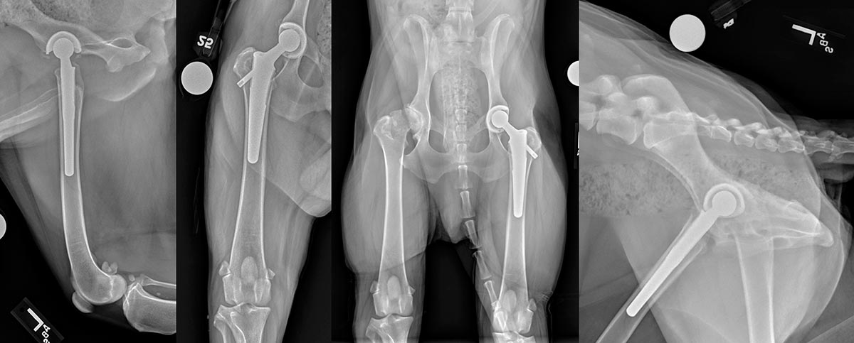 Figure 4. Ventrodorsal and lateral views of the pelvis, as well as lateral and horizontal beam craniocaudal views of the left femur taken 12 weeks postoperatively, demonstrating satisfactory radiographic progress, increased muscle mass and an absence of implant-associated complications.