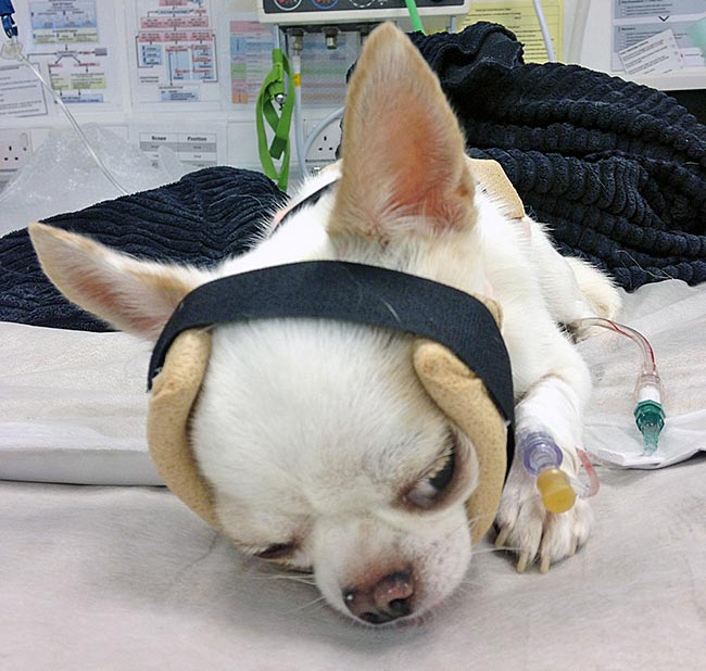 Figure 1a. A Chihuahua with an atlanto-axial subluxation in a thermoplastic immobilising splint.
