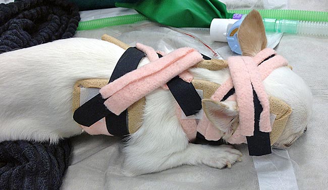 Figure 1b. Dorsoventral view of a Chihuahua in an immobilising neck splint.