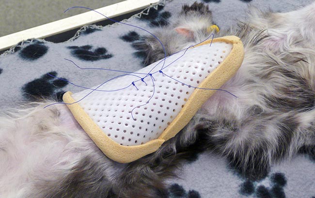 Figure 2a. A Maine Coon kitten with a corrective, thermoplastic splint applied.