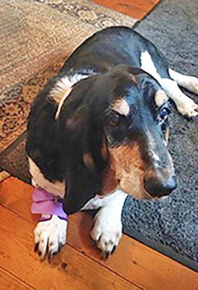 Figure 4. A basset hound modelling a neoprene carpal splint that can be strengthened using strips of thermoplastic.