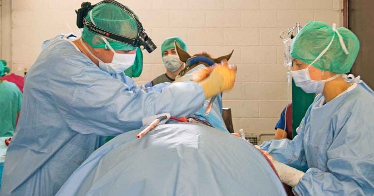 Sunshine And Surgery Spurred Skill Direction Vet Times