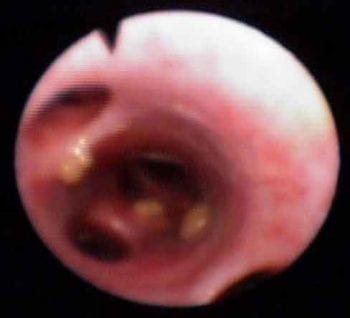 Figure 3a. A one-year-old male cavalier King Charles spaniel showed mucoid inflammatory discharge in the airways.