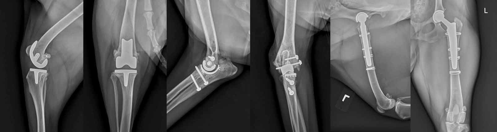 Figure 1. Craniocaudal and mediolateral views of the widely commercially available joint replacements for dogs; the stifle, elbow and hip.