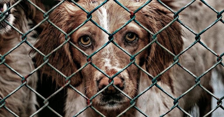 Scottish Government seeks views on animal laws | Vet Times