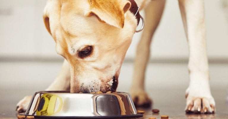 New study finds vegan diet dogs may live longer Vet Times