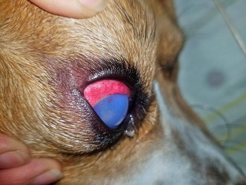 Figure 3. Classic signs of glaucoma, including buphthalmos (enlarged globe), red eye (due to intrascleral and episcleral vessel congestion) and blue eye (due to corneal oedema).
