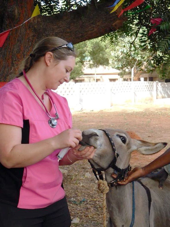 Marie Rippingale has been at the coalface of equine veterinary nursing for many years.