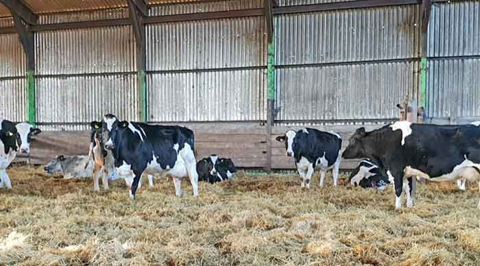 Figure 2. Dry cows housed in a loose-bedded straw yard.