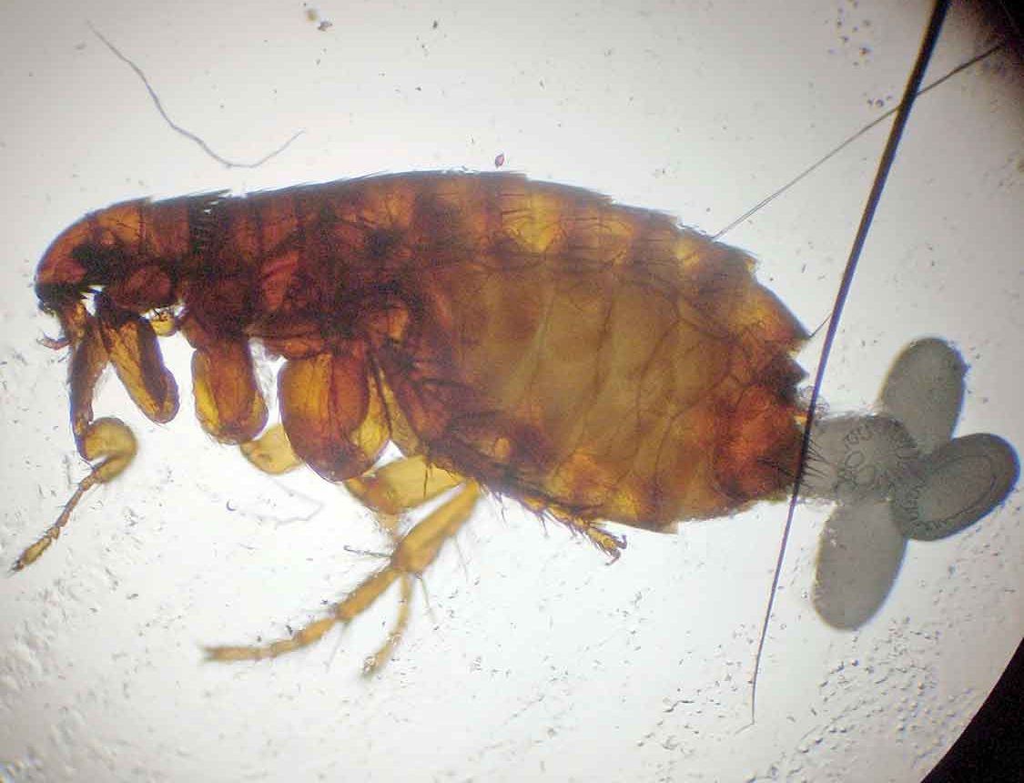 Figure 1. Adult cat flea and eggs.