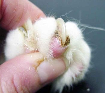 Figure 2. Thickened and overgrown nails are commonly seen in older cats. If left untrimmed, these can grow into the foot pads, causing pain.