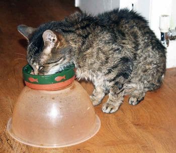 Figure 3. A raised food bowl may be more comfortable for the cat to eat from if it has OA affecting the neck or forelimbs.
