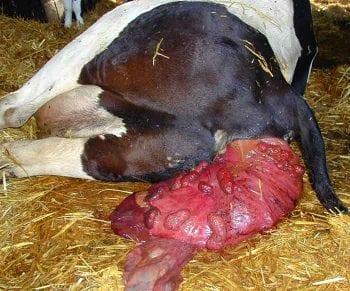 Figure 1. This uterus is relatively clean, although it could have been wrapped in a damp sheet to protect from further soiling or laceration. Image: Julia James / Larkmead Veterinary Group