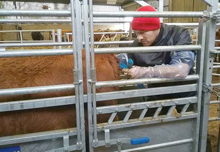 Figure 5. Along with pelvic measuring, heifers should also receive a pre-breeding check.