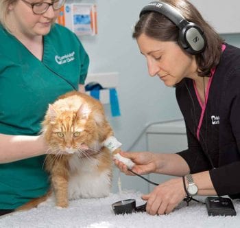 Blood pressure should always be measured with the cat as relaxed as possible. Multiple measurements should be taken and averaged to ensure accuracy – and, ideally, repeated at different times. The Doppler method is considered the most accurate and repeatable. Headphones allow measurement to be taken as quietly as possible. Image: Mini Wright, Cambridge Cat Clinic.