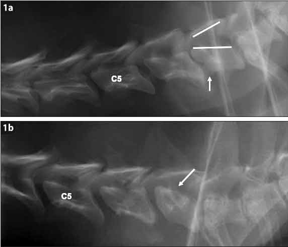 Figure 1. Lateral radiographs of nine-year-old (1a) and seven-year-old (1b) Dobermann pinschers with disc-associated cervical spondylomyelopathy. (1a) A collapsed intervertebral disc space can be seen between C6-C7. Flattening of the cranioventral border of C7 can also be seen (arrow) and the horizontal lines illustrate a funnel-shaped vertebral canal of C7, in which the cranial orifice is narrower than the caudal orifice. (1b) A narrowed intervertebral disc space between C6-C7 and craniodorsal tilting of C7 (arrow) can be seen.