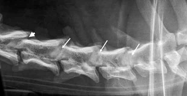 Figure 3. A lateral radiograph of an 18-month-old great Dane with osseous-associated cervical spondylomyelopathy. The arrowhead indicates a normal articular facet joint between C3-C4. At the more caudal disc spaces, the intervertebral foramina cannot be seen and are obliterated by rounded radiopaque structures (arrows). These radiopaque structures are suggestive for hypertrophic articular processes.