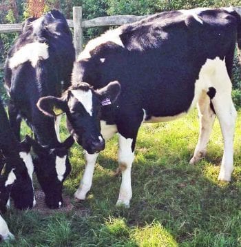 Figure 1. Worming treatments are mainly targeted at first-year and second-year grazers.