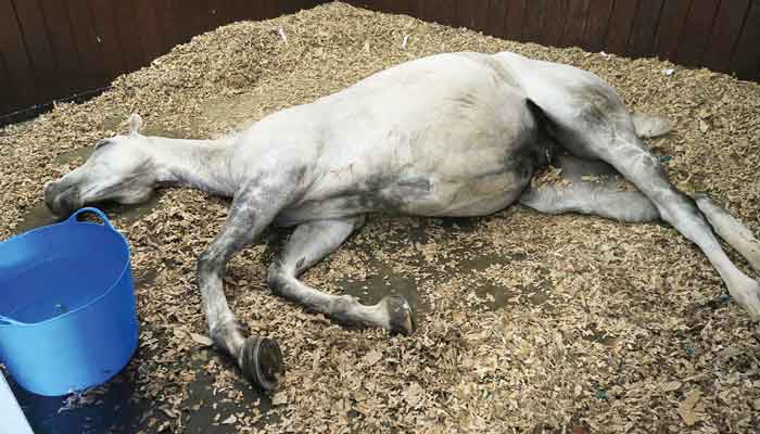 Figure 1. Colic is one of the most common emergencies encountered in equine practice.