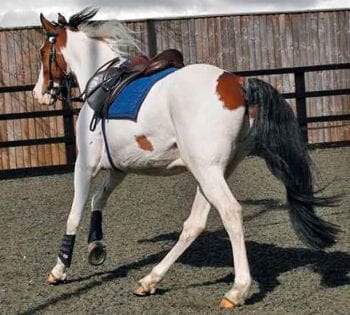 Figure 1. When lunged with the saddle on, this horse is forward going and its ears are forwards. However, note the horse is looking out of the circle and the inside hindlimb is crossing under the trunk, towards the opposite forelimb, during protraction.