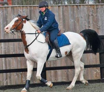 Figure 2. The same horse as in Figure 1, being ridden by an experienced rider on the same day. The horse is less forward going, the ears are pinned back, the sclera is exposed, the front of the head is in front of the vertical – “above the bit” – and the tail swished violently – signs consistent with musculoskeletal pain during ridden exercise. Hindlimb lameness was exacerbated by ridden exercise.