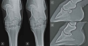 Figure 3. [A] Dorsoplantar radiograph of a hock acquired with a horizontal beam. The centrodistal and tarsometatarsal joint spaces are poorly defined (arrows). Artefactual narrowing of the distal tarsal joints is common in dorsoplantar images acquired with a horizontal beam because the distal tarsal joints slope from proximal, dorsally to distal, plantarly. [B] Dorsoplantar radiograph of the same hock as in A, acquired with a beam angled 5° distally (dorsal 5° proximal-plantarodistal oblique). The centrodistal and tarsometatarsal joint spaces are clearly visible and no narrowing exists. [C] Lateromedial radiograph of a foot of non-diagnostic quality. This is not a true lateromedial because the distal condyles of the middle phalanx and the palmar processes of the distal phalanx are not superimposed. The demarcation between the palmar compact bone of the navicular bone and the spongiosa, and the integrity of the palmar compact bone, cannot be assessed, because the beam is not perpendicular to the long axis of the navicular bone. The navicular bone cannot be evaluated using this image. [D] Lateromedial radiograph of the same foot as in C, acquired with better positioning of the foot. This image is of good diagnostic quality. The palmar compact bone of the navicular bone is well demarcated because the beam is perpendicular to the long axis of the navicular bone. There is mild proximal and distal extension of the palmar compact bone of the navicular bone.