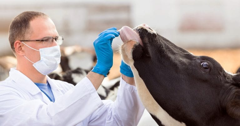 Why am I a farm vet Vet Times