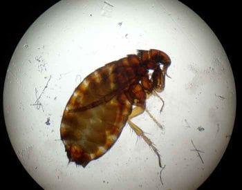 An adult cat flea.