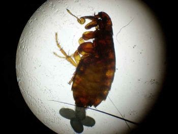 Adult cat flea and eggs.