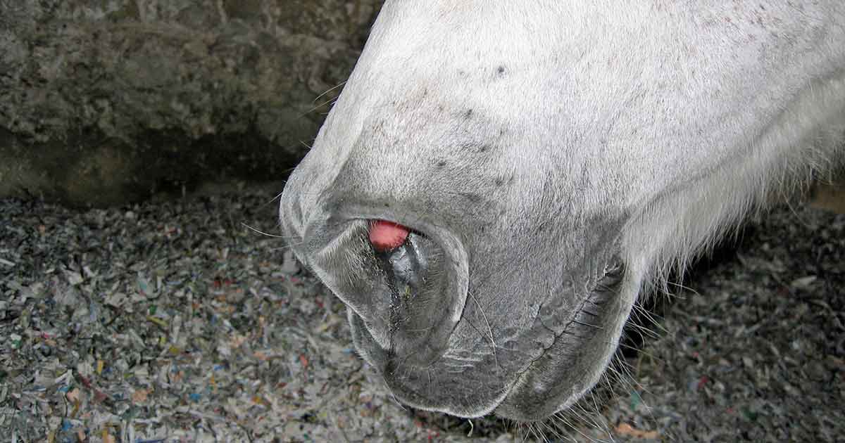 Figure 1. Nostril flare in a horse with an acute exacerbation of equine asthma, despite excellent management, including the paper bedding seen in the background.