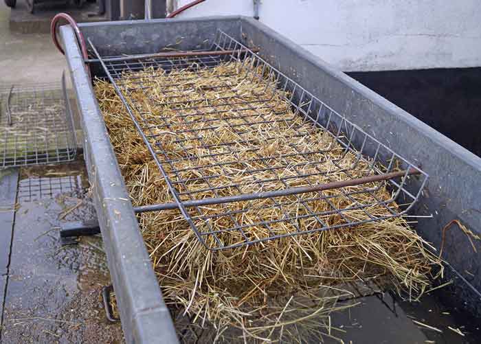 Figure 6. If hay is to be provided it should be dampened down or steamed and fed from the ground to remove or reduce respirable particles.