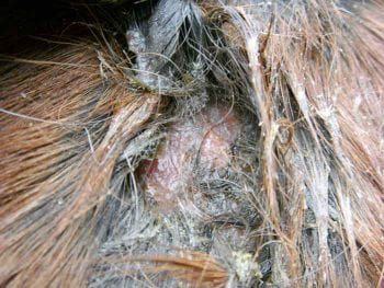 Figure 3. Exudate and clumping from bacterial dermatitis.