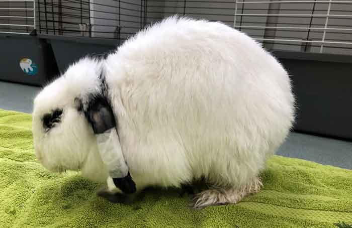 A rabbit in a hunched position due to severe abdominal pain.