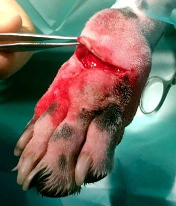 Figure 3. The expanders being removed.