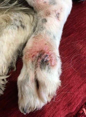 Figure 4. The healed wound.
