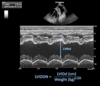 Figure 4. Measurement of the left ventricular internal diameter in diastole (LVIDDN) using M-mode from the right parasternal short-axis view at the level of the chordae tendinae.
