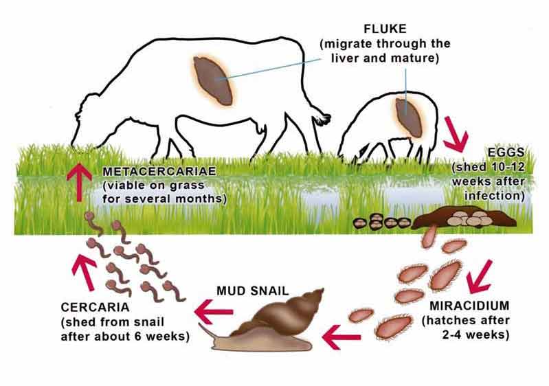 Figure 1. Liver fluke life cycle. Image: COWS – Control of Worms Sustainably