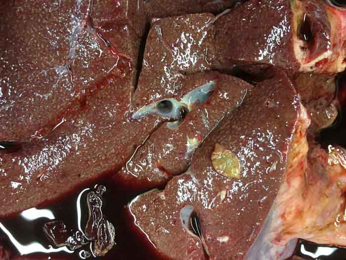Figure 3. Chronic fluke infection in a bovine liver. Image: Ben Strugnall, Farm Post Mortems