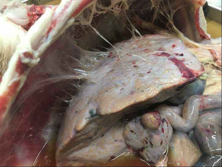 Figure 4. Acute fluke infection in a sheep’s liver. Image: Ben Strugnall, Farm Post Mortems