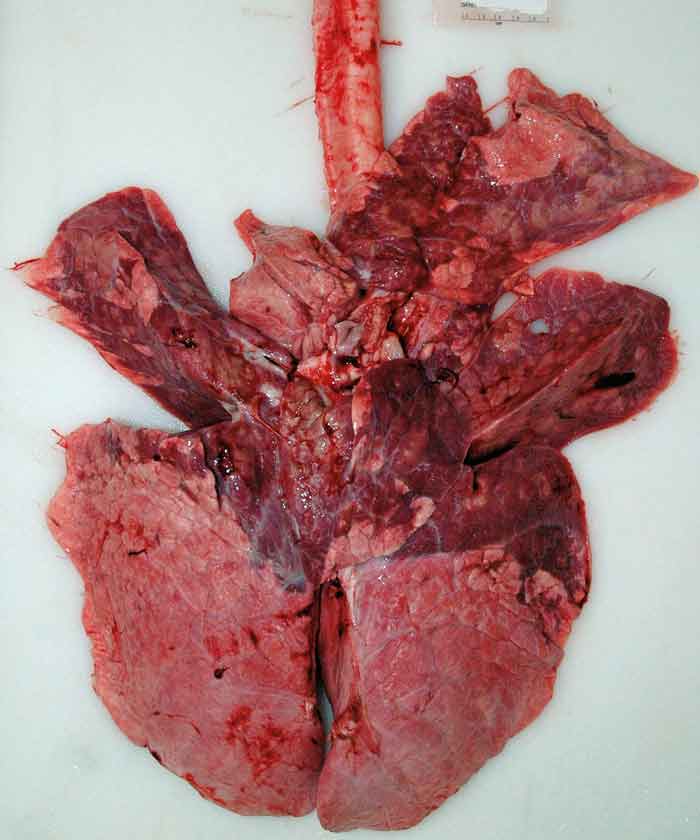 Figure 1. Examination of lung lesions at slaughter help demonstrate the impact of respiratory disease.