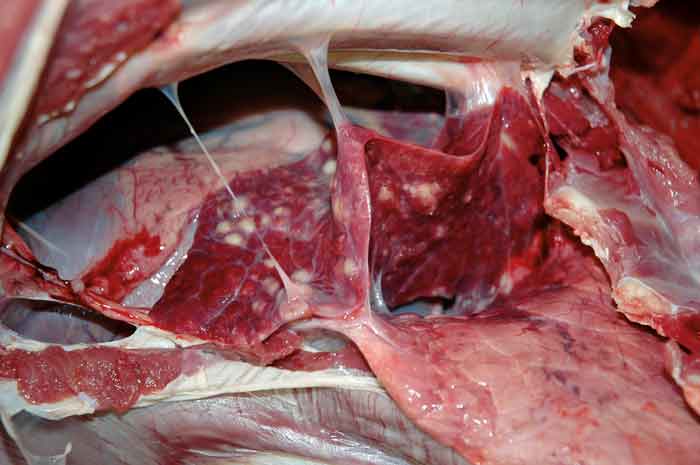 Figure 2. Postmortems are useful for diagnostic investigation, but also for client education.