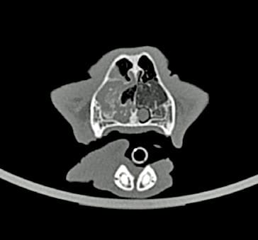 CT scan of the head demonstrating neoplasia in the right nasal cavity.
