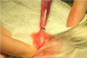 Figure 25. The constrictor knot ligature fully tightened.
