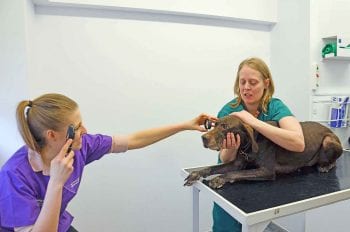 Figure 10. Monocular indirect ophthalmoscopy. Note the examiner is crouching down slightly and the patient’s head is positioned to look at the examiner.