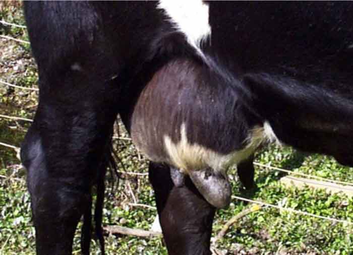 Figure 2. Hard, swollen quarter of a cow affected with summer mastitis. Image: National Animal Disease Information Service