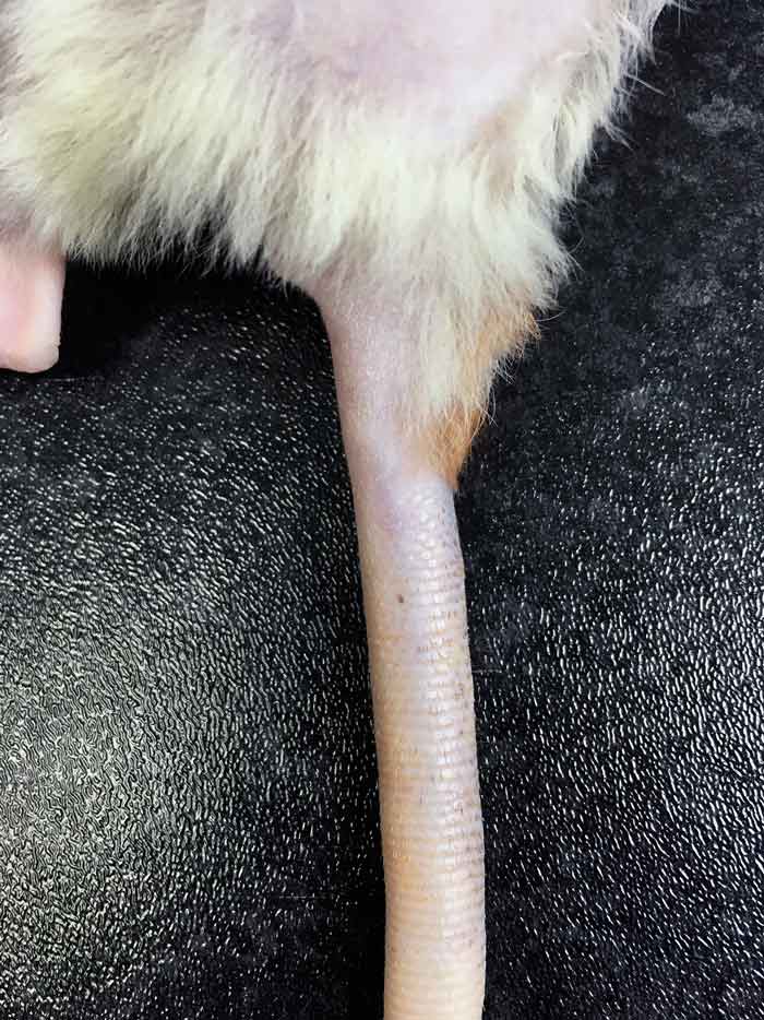 Figure 2. One of the lateral tail veins used for IV access.